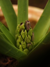 Greenhouse_spring_bulbs_hyacinth