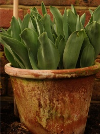 Greenhouse_spring_bulbs_tulips