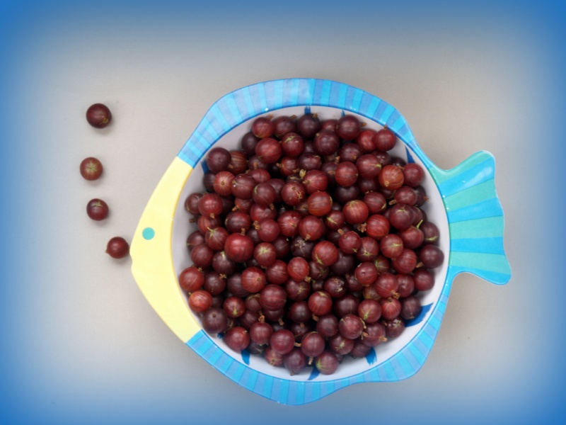 Gooseberries in a fish-dish